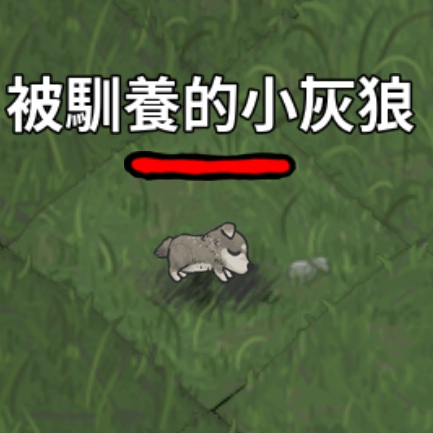 寵物-狼-小灰狼飢餓