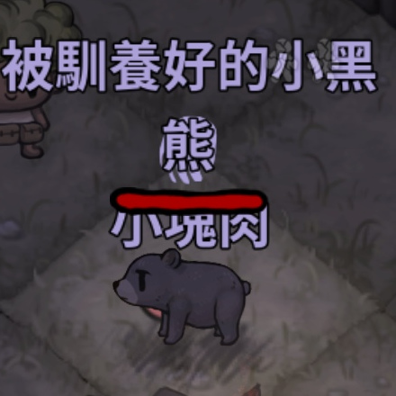 寵物-熊-馴養的小黑熊